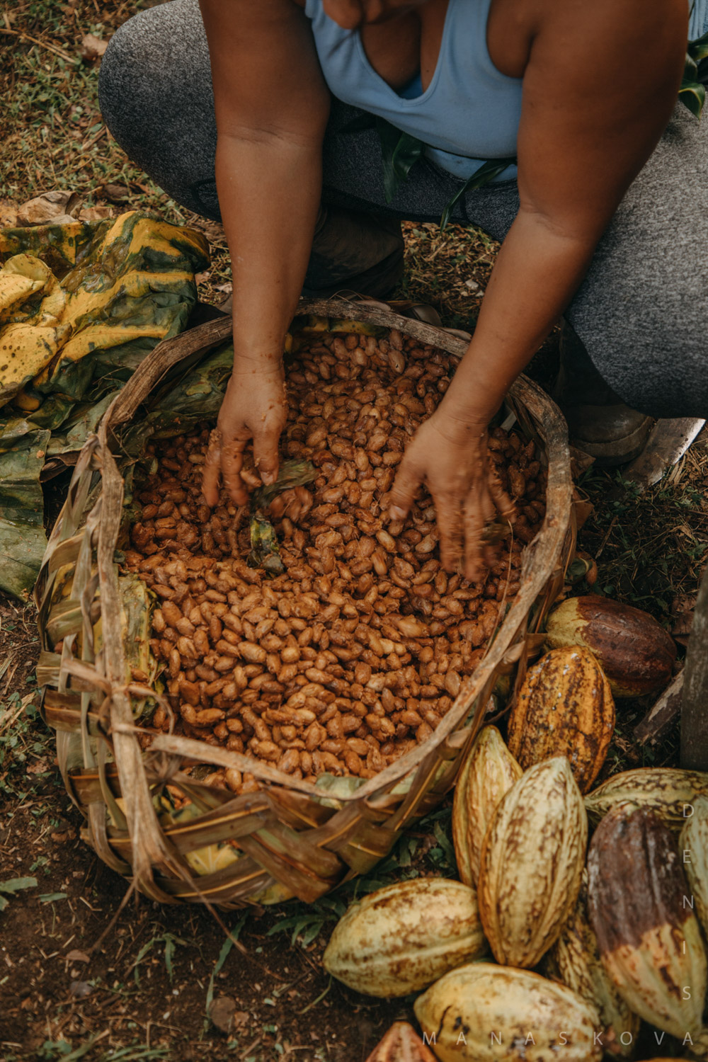 KokoSamoa-Cacao-Samoa-organicfarm-healthyeating-farmer-agriculture-documentary-photography-documentaryfilm-organicfarming-